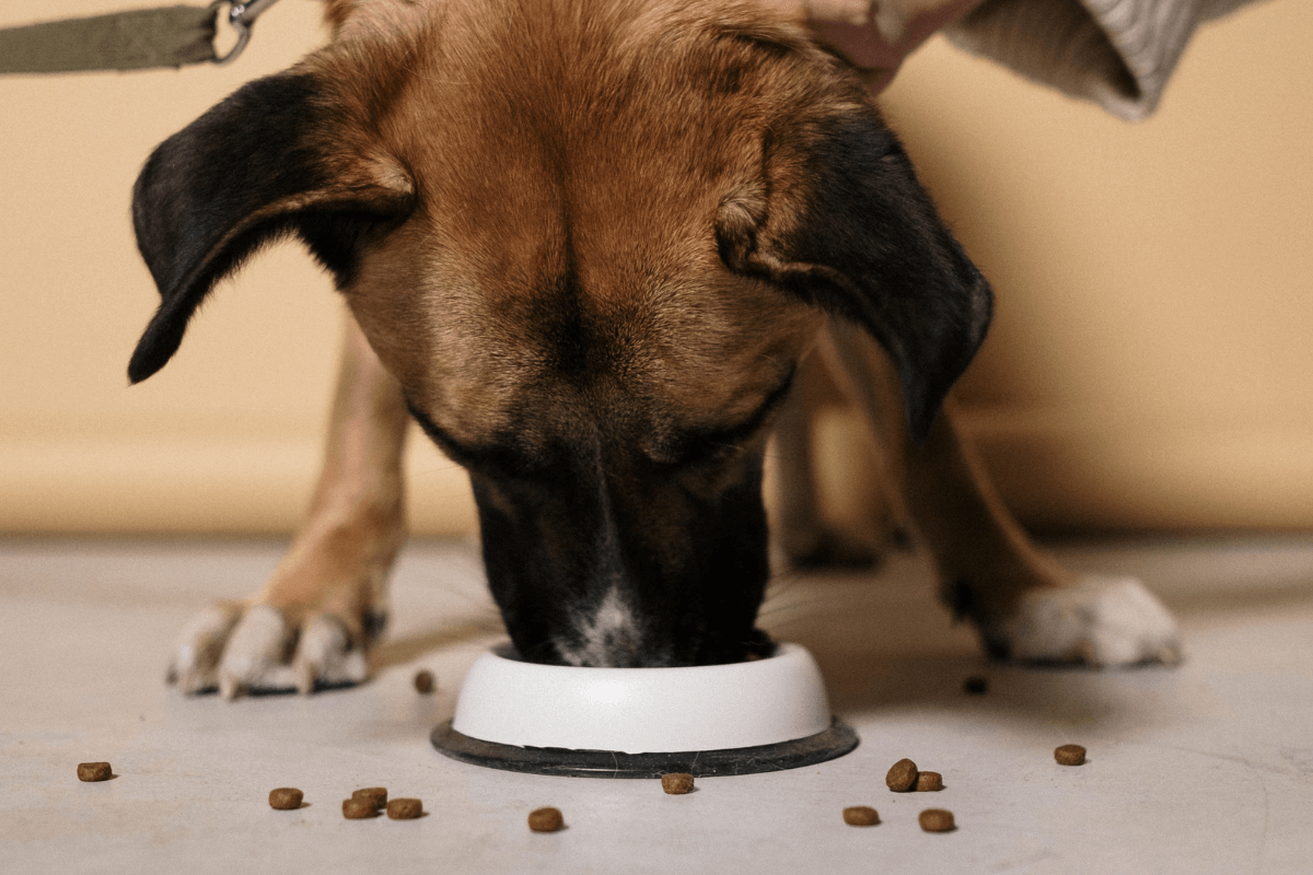 Why Your Dog Eats Too Fast & How to Help