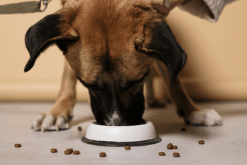 Why Your Dog Eats Too Fast & How to Help